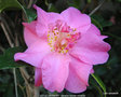 vignette Camlia ' LITTLE LAVENDER ' camellia hybride williamsii
