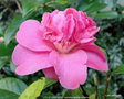 vignette Camlia ' LITTLE LAVENDER ' camellia hybride williamsii