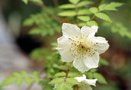 vignette Rubus amabilis