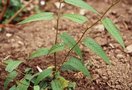 vignette Rubus angustibracteatus