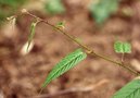 vignette Rubus angustibracteatus