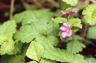 vignette Rubus arcticus