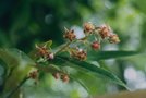 vignette Rubus bambusarum