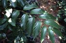 vignette Rubus caudifolius