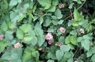 vignette Rubus coreanus