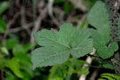 vignette Rubus crataegifolius