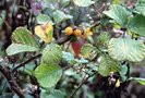 vignette Rubus ellipticus