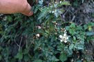 vignette Rubus eustephanos