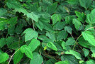 vignette Rubus flagelliflorus