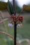 vignette Rubus flagelliflorus