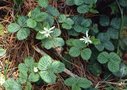 vignette Rubus fockeanus