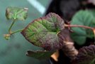 vignette Rubus hakonensis