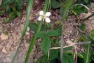 vignette Rubus hirsutus