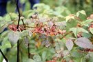 vignette Rubus hypargyrus niveus