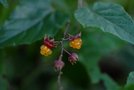 vignette Rubus ichangensis