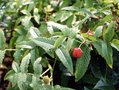 vignette Rubus illecebrosus