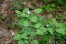 vignette Rubus microphyllus