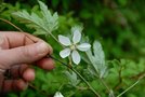 vignette Rubus palmatus coptophyllus