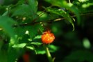 vignette Rubus palmatus coptophyllus