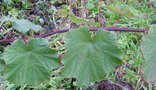 vignette Rubus parkeri