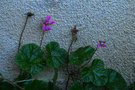 vignette Rubus pectinarioides