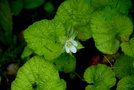 vignette Rubus pectinellus tricolor