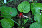 vignette Rubus pectinellus