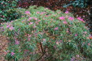 vignette Rhododendron macrosepalum 'Linerarifolium'
