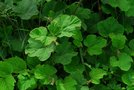 vignette Rubus pinnatisepalus