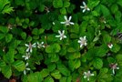 vignette Rubus rubrisetulosus