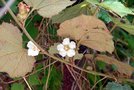 vignette Rubus sieboldii