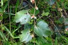 vignette Rubus sieboldii