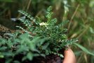 vignette Rubus taiwanicola