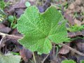 vignette Rubus tephrodes