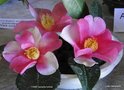 vignette Camlia ' YUME ' camellia hybride, parfum