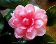 vignette Camlia ' DUC DE BRETAGNE ' camellia japonica? , varit  confirmer