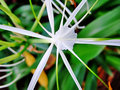 vignette Amaryllidaceae - Lys araigne - Hymenocallis speciosa