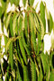 vignette Fleuri Noel - Euphorbia leucocephala
