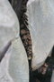 vignette Butia capitata Rond Point Yitzak Rabin 4 20100304 graines ronges par les souris ou mulots2