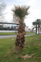 vignette Washingtonia filifera Rond Point Schoelcher 1 20100304