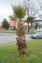 vignette Washingtonia filifera Rond Point Schoelcher 3 20100304