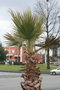 vignette Washingtonia filifera Rond Point Schoelcher 3 20100304