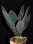 vignette Anthurium willifordii