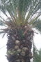 vignette Phoenix canariensis Rond Point Schoelcher 1 20100304 Pinus pinea piphyte