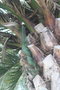 vignette Phoenix canariensis Rond Point Schoelcher 2 20100304 Pinus pinea piphyte