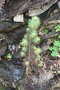 vignette Phoenix canariensis Rond Point Schoelcher 2 20100304 Pinus pinea piphyte2