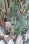 vignette Phoenix canariensis Rond Point Schoelcher 2 20100304 Pinus pinea piphyte3