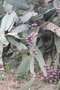 vignette Opuntia sp1 Rond Point Schoelcher 20100304