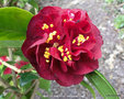vignette Camlia ' MAROON AND GOLD ' camellia japonica