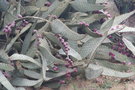 vignette Opuntia sp1bis Rond Point Schoelcher 20100304
